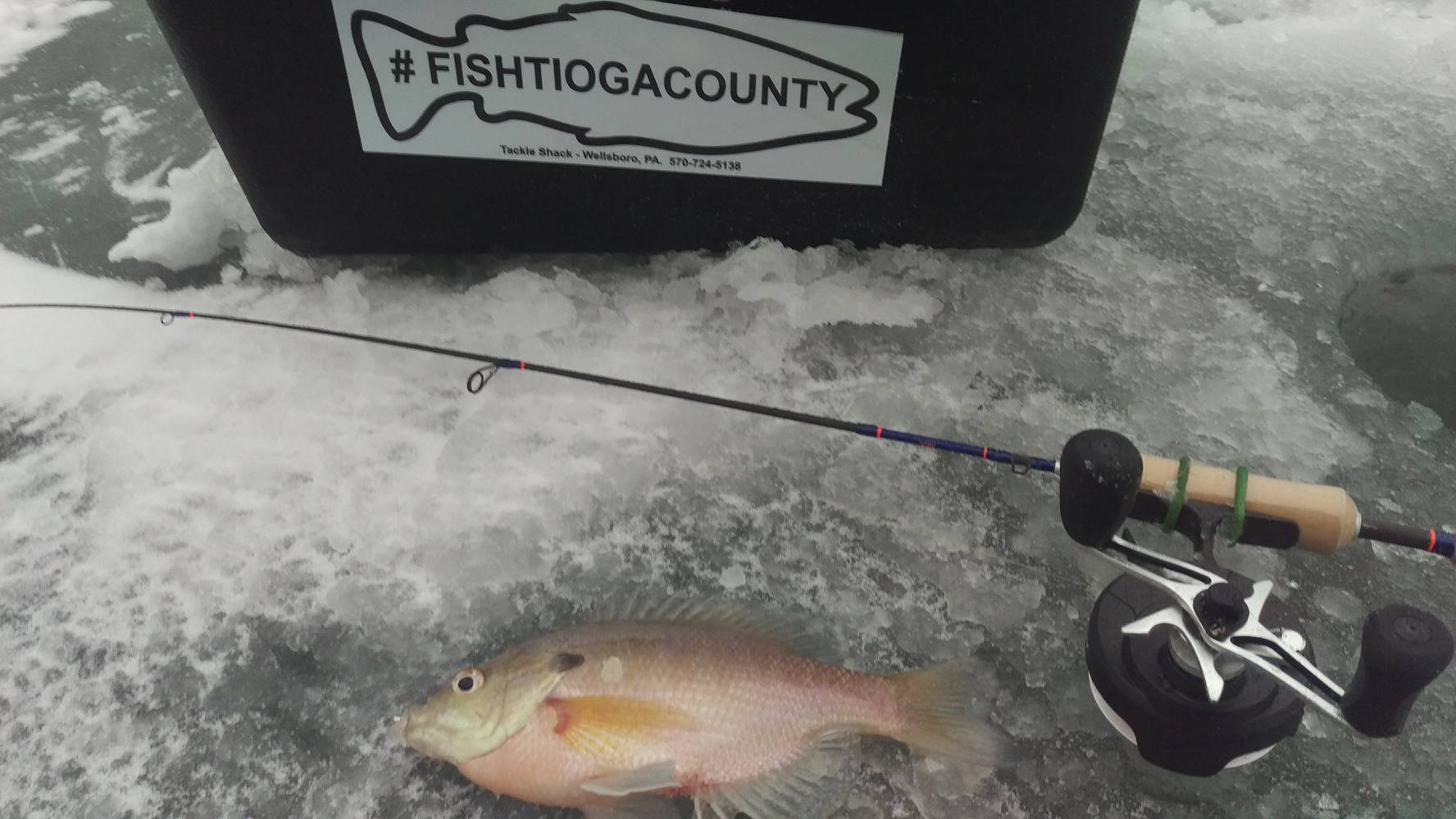 1/11/17 Hamilton Lake Ice Fishing Report Ice in Good shape. Fish